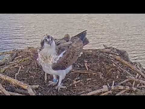 Resident male Blue 33 returns home to Rutland Ospreys Manton Bay nest 13 Mar 2025 (zoom)