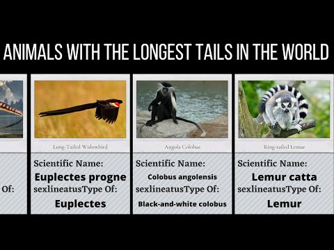 What animal has the longest tail