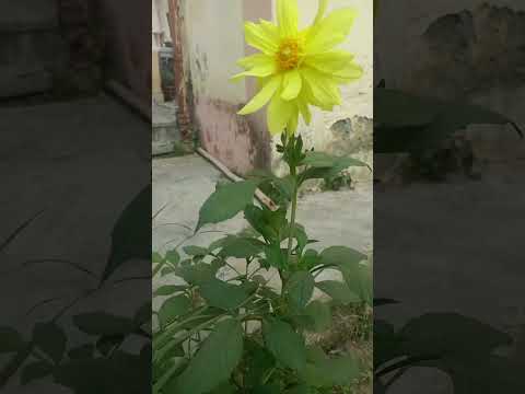 Beautiful Dahliya Flower yellow colour..