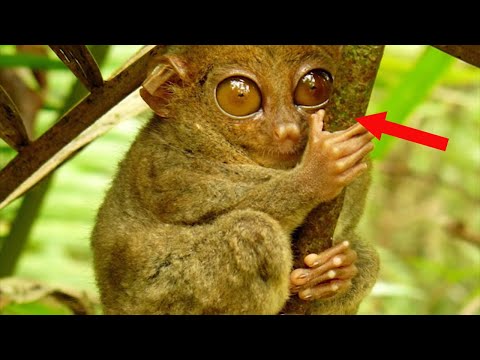 Weirdest Animals Ever Discovered