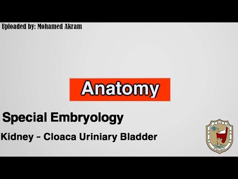 Special Embryology: Kidney , Cloaca , Urinary Bladder