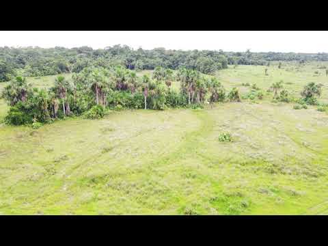 🌳 Realize seu projeto de vida no campo em Alto Paraíso/RO! 🌳