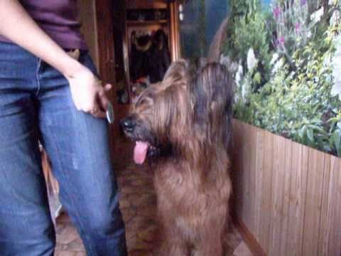 Briard Monika - clicker training VI-a (target)