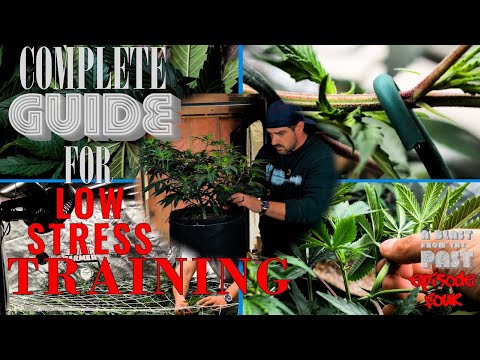 HOW TO LOW STRESS TRAIN CANNABIS PLANTS ( LST )