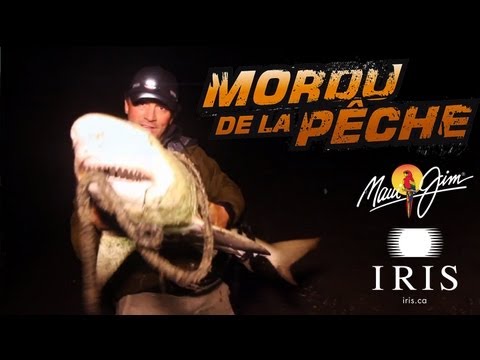 Gros requin citron directement sur la plage !