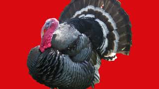 Farm animal sounds gameplay video by Anonymous, 1:56 duration