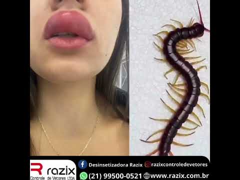 Vídeo sobre controle de lacraias