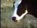 Sesame Street How Milk Is Made 1969