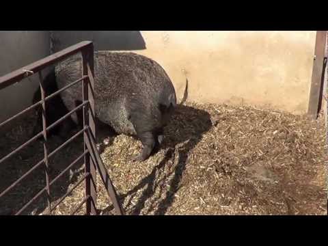 Dziki - Świat Zwierząt Witoldzin 17