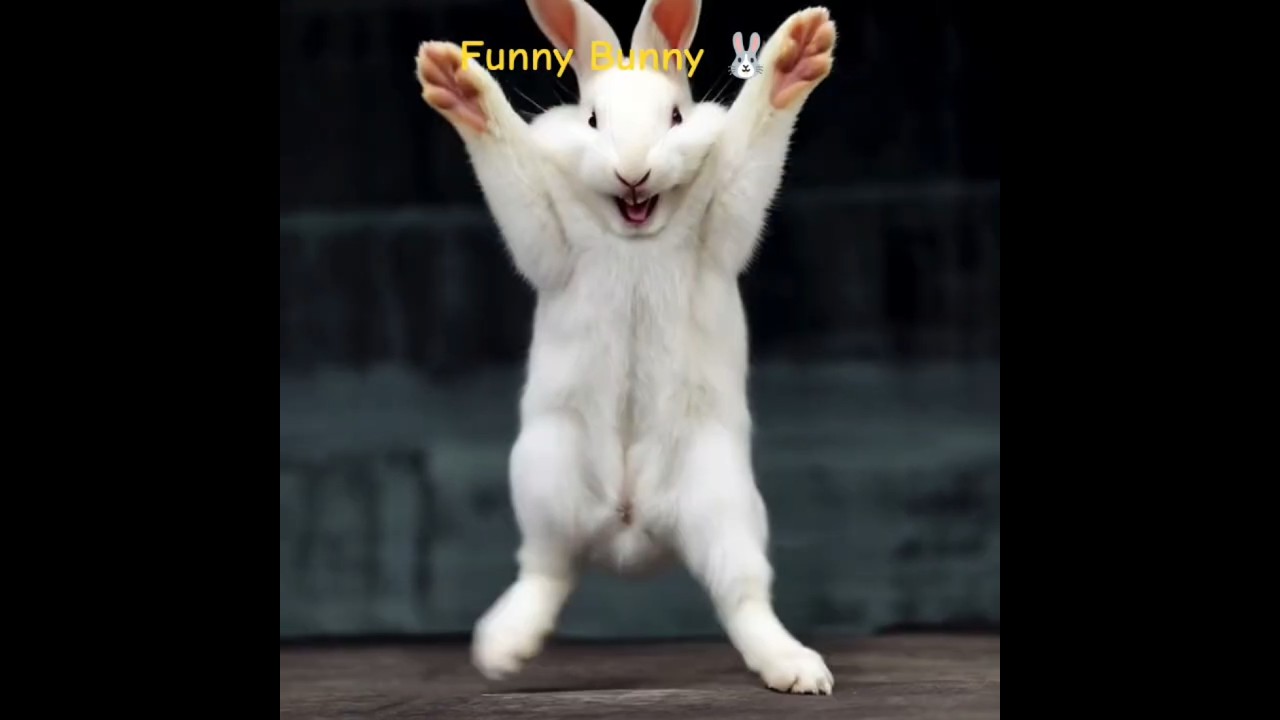 funny Bunny 🐰 🐇 #usa #viral #viralvideo #funny #bunny #india