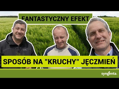 Trzy odmiany jęczmienia ozimego - mamy wzorcowe zagęszczenie łanu | MODDUS START | MODDUS