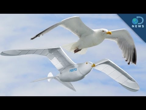 Robotic Bird Takes Flight