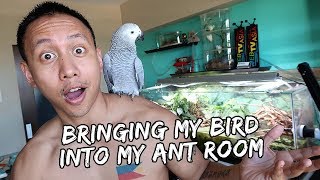 Bringing My Bird Into My Ant Room | Vlog #400