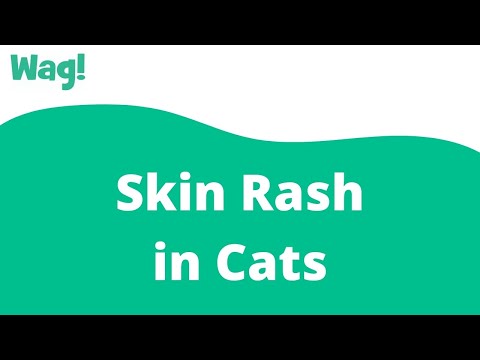 Skin Rash in Cats | Wag!