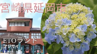 ETOランド(早日の峰)アジサイが見頃を迎えております