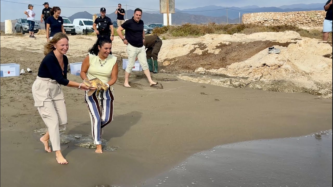 Tres tortugas bobas, que fueron rescatadas malheridas, han sido devueltas hoy al mar, en Águilas