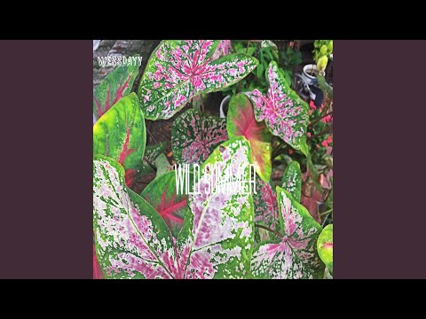 Wild Summer
