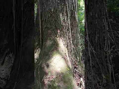 Peroba rosa gigante em são José da boa vista PR