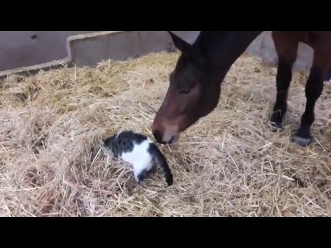 9 2  pferde und pepper 044