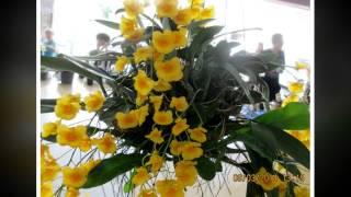 preview picture of video 'Lan thủy tiên mỡ gà vàng (Dendrobium densiflorum)'