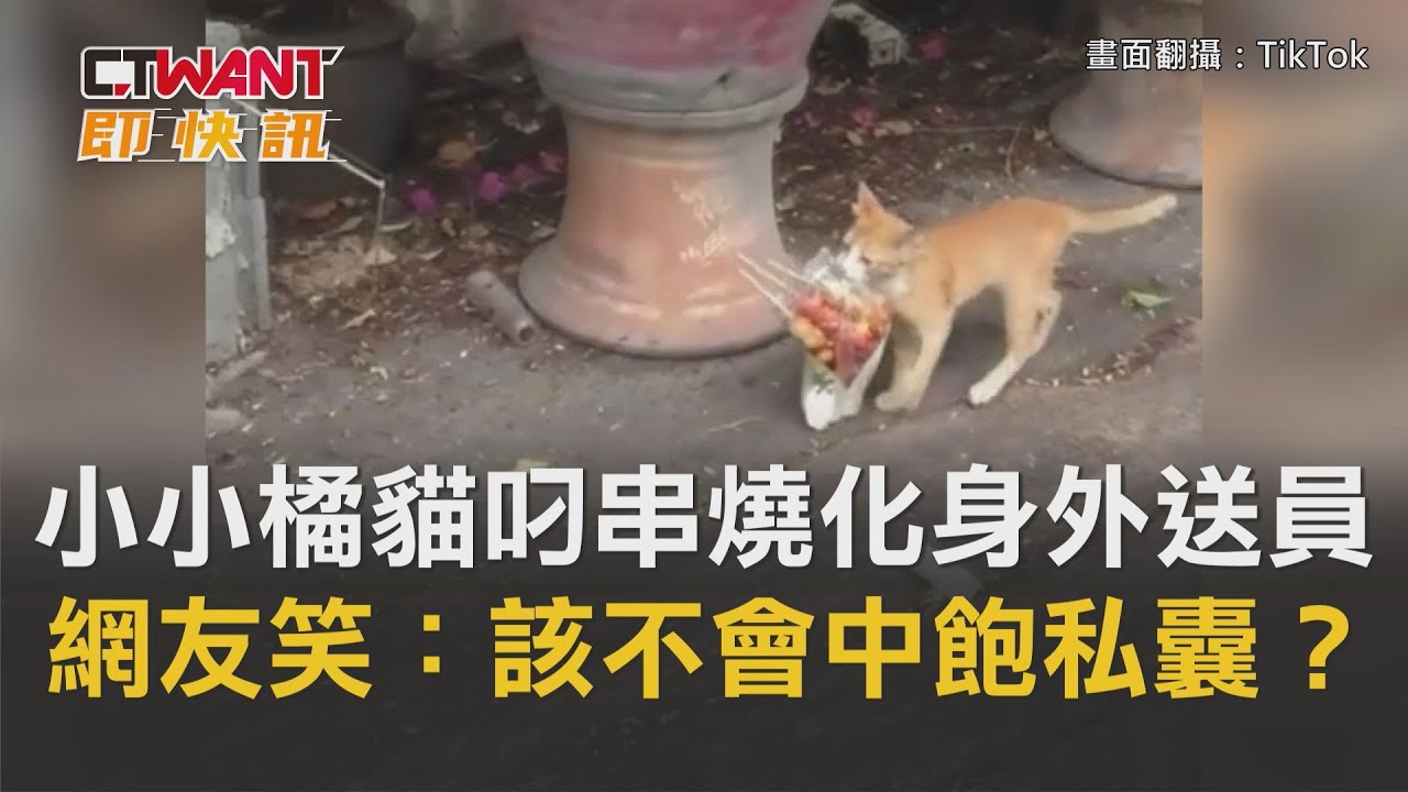 圖說-小小橘貓叼串燒化身外送員　網友笑：該不會中飽私囊？