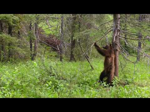 Bears Pole Dancing on Planet Earth