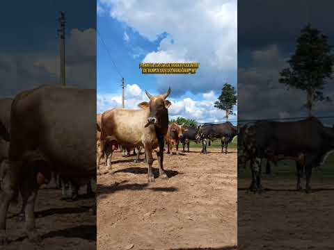 Atletas de Pulos em Bom Jesus do Araguaia - MT
