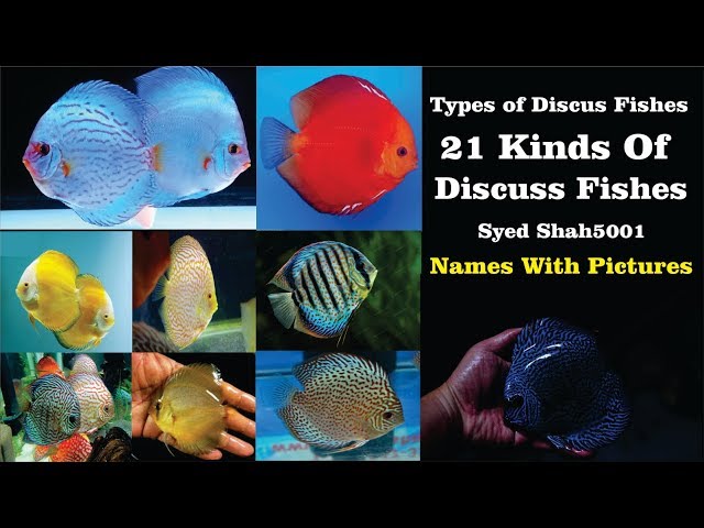 21 Types of Discus fish  #BEST DISCUS FISH VARIETIES - Discus Fish for Freshwater Aquarium