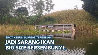 Download lagu SERING DI ABAIKAN, Ternyata Tempat Ikan Besar Bersarang! - Mancing Saguling Terbaru 2025 #79 mp3 Download lagu SERING DI ABAIKAN, Ternyata Tempat Ikan Besar Bersarang! - Mancing Saguling Terbaru 2025 #79 mp3