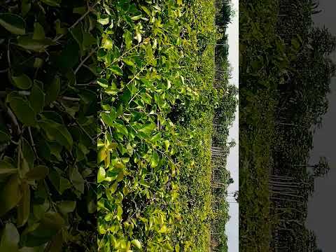 white jamun mother plant 9734020436