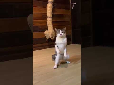 Смешные пушистики / Смешные моменты с животными 2024 /№63 #ff #домашниепитомцы #коты #собаки #funny