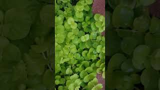 Adding  Creeping Jenny to your garden brilliant ground cover #shorts
