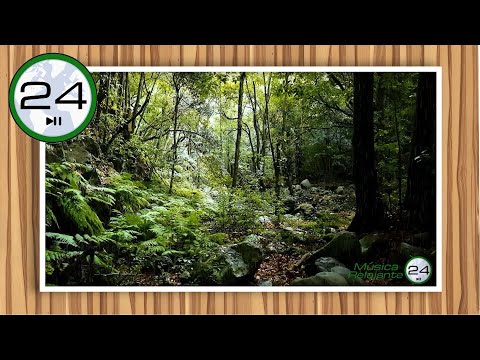 🎧 Sound of the JUNGLE🌴 with RAIN and Wild ANIMALS 💧🦜🐤 Relaxing Jungle Noise for Sleep 😴