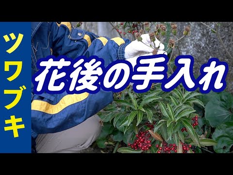 庭のツワブキ 植物