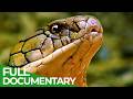 Wild Indonesia Episode 1 Islands Of Monsters  Free Documentary