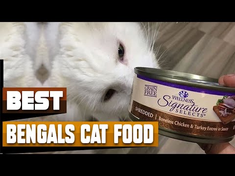 Best Cat Food For Bengal In 2021 - Top 10 Cat Food For Bengals Review