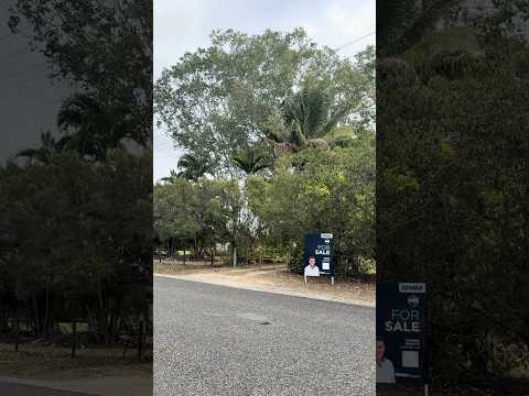 14 Ray Road, Mareeba, QLD 4880, 4 침실, 2 욕실, House