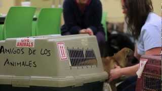 preview picture of video 'Sato Puppies Arrive at Newark Airport'