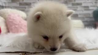 ハーフ犬の動画01