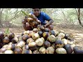 நுங்கு வேட்டை|Palm Fruit Hunting|Nungu Vettai|90s kids Special|Summer Special|Village Food Safar