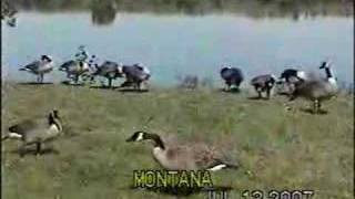 preview picture of video 'Canadian Geese along Missouri River'