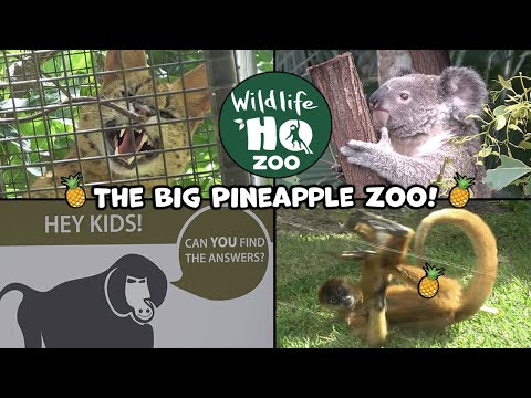 We Visited The Big Pineapple Zoo! Wildlife HQ Zoo Tour & Review 2024 🍍