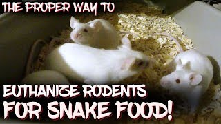 The proper way to euthanize rodents for snake food