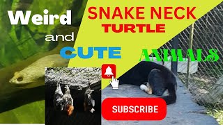 Most Wonderful Animals in Australia Animal Parks and their Behavior. Adorable animal, funny and cute
