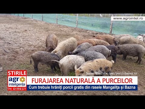 , title : 'Reguli pentru hrănirea porcilor Mangalița și Bazna'