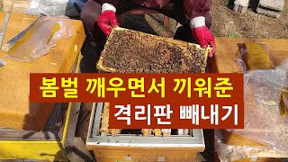 봄벌 깨우면서 끼워 준 격리판을 빼내주었습니다.