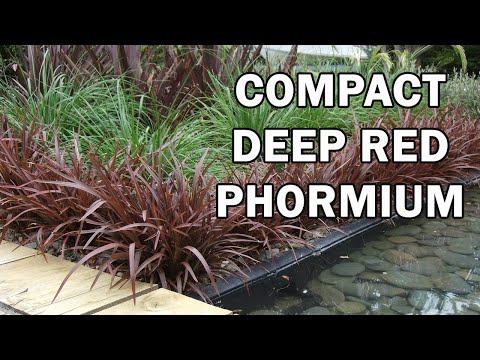 download lagu mp3 mp4 Sweet Mist Plant, download lagu Sweet Mist Plant gratis, unduh video klip Sweet Mist Plant