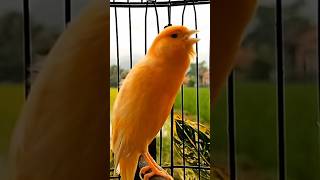 Download lagu Your canary will soon be singing—meet Mr. Six!—Canary Training Song mp3 Download lagu Your canary will soon be singing—meet Mr. Six!—Canary Training Song mp3