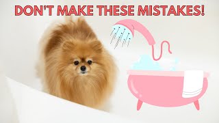 Common Mistakes When Giving Your Dog a Bath | How to Give a Pomeranian a Bath at Home