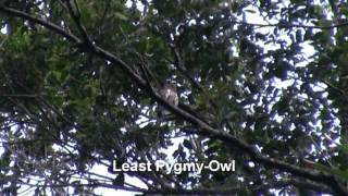 preview picture of video 'Birds of Brazil - Raptors, Owls'